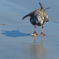 Ruddy Turnstone